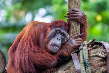 Obraz premium Borean Orangutan