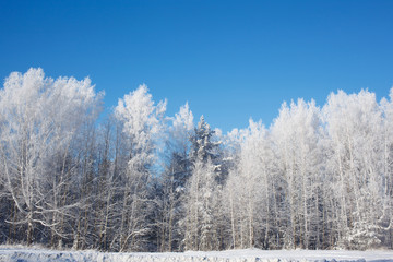 frosted trees on sky background