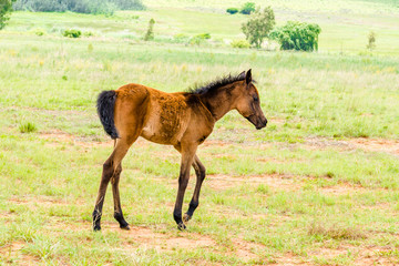 Foal,  South Africa. November 2014