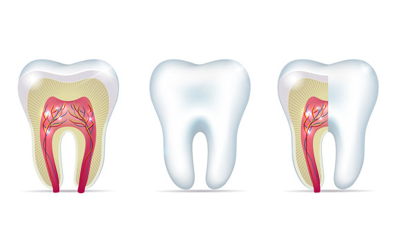 Three tooth anatomy illustrations