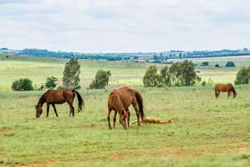 Horses, South Africa. November 2014.