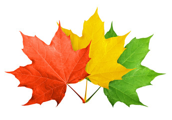 Red maple leaf isolated