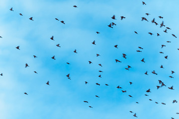 large flock of birds is flying