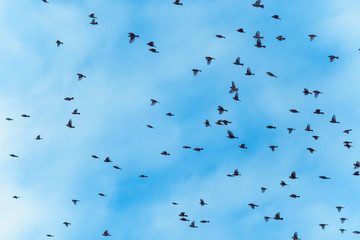 large flock of birds is flying