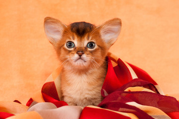 Cute  kitten with big ears