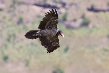 Bearded vulture flying and glide in the mountains