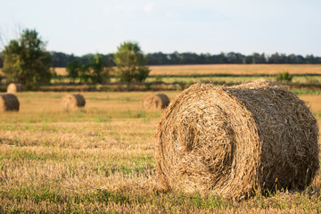 Fototapeta premium Straw bales on farmland