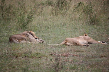 Fototapeta na wymiar Löwenpaar nach der Jagd - Masai Mara