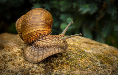 graceful snail