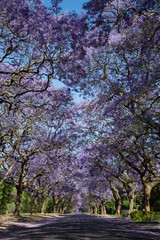 Suburban road with line of jacaranda trees and small branch with