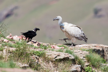 Cape Vulture and white necked raven sitting on mountain