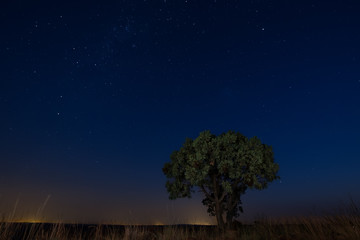 Star scape with lone tree brown grass and Milky Way soft light