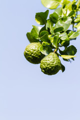Bergamot or Kaffir Lime fruit