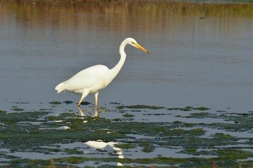 airone bianco maggiore (Casmerodius albus)