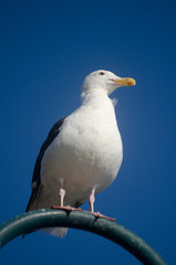 Obraz premium Seagull with blue background
