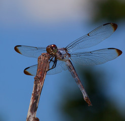 Large dragonfly