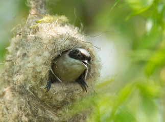 Naklejka na ściany i meble Eurasian Penduline Tit in nest 