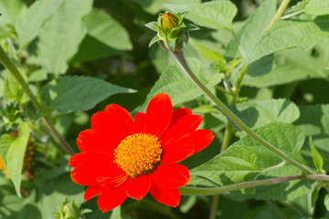 Mexican sunflower