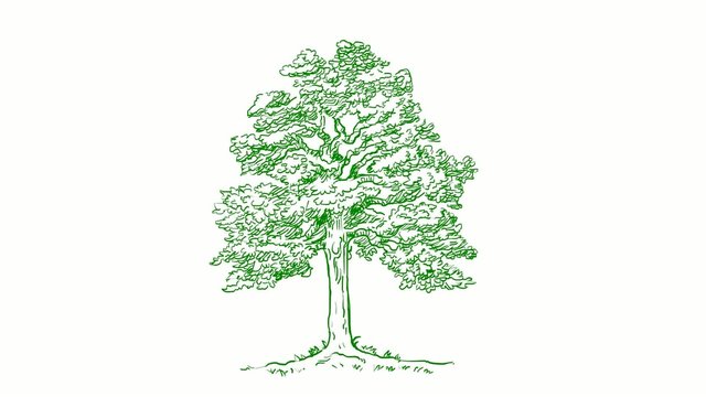 green tree hand draw