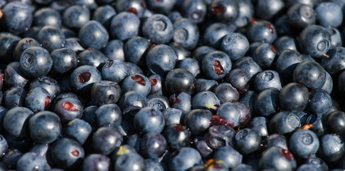 Bilberry