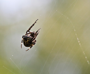 Spider