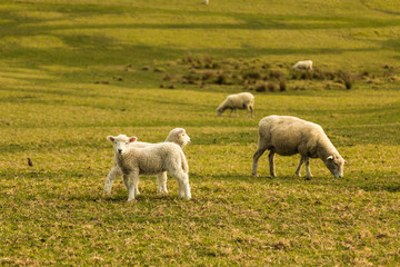 Obraz premium lambs and sheeps in the grass