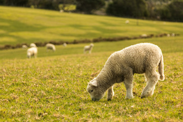 little lamb in the grass
