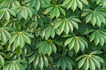 Cassava leafs taken as background