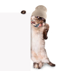 Fashionable cat behind a banner.