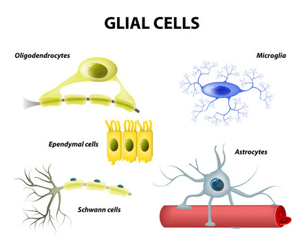 Supporting Cells. Neuroglia or Glial cells