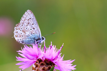 Obraz premium Gossamer Winged Butterfly