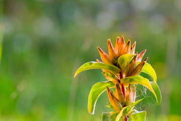 Obraz premium Lovely Cross Gentian