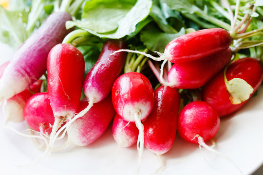 fresh radish