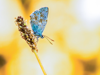 Butterfly in the Morning sun