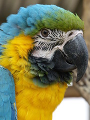 African Macaw