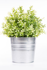 Fototapeta premium Pot tin can plant isolated