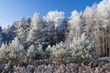 frozen trees on blue sky background