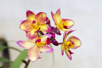 Spathoglottis Plicata purple orchids or ground orchid