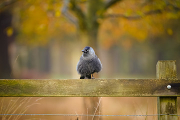 jackdaw perched on a fence 