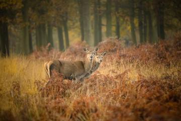 red deer