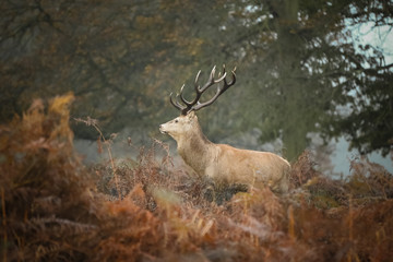 red deer