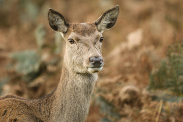 red deer