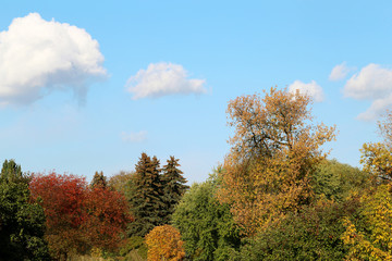 autumn trees