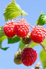 Saftig - rote Himbeeren hängen am Strauch