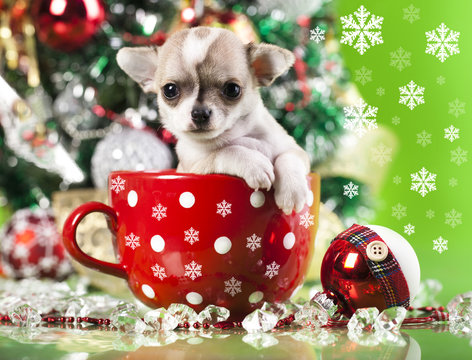 puppy christmas chihuahua in  cup