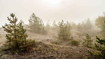 Foggy Autumn Landscape