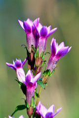 Gentian Flower