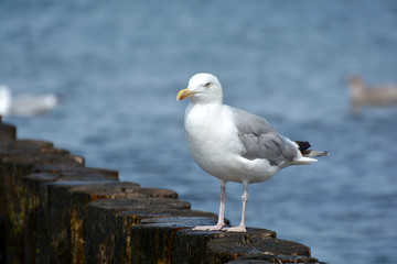 Möwe am Strand
