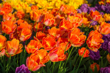 Tulips