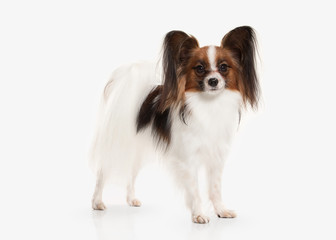 Dog. Papillon puppy on a white background
